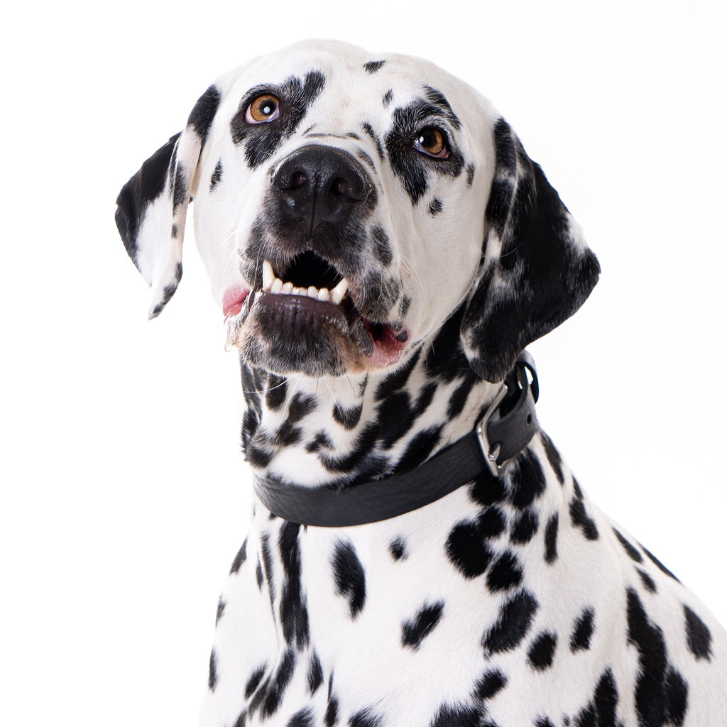 No Fuss Halsband Hond Leer Zwart - Cooper & Quint