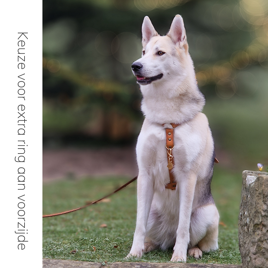 No Fuss Y-Tuig Hond Leer | Zwart - Cooper & Quint