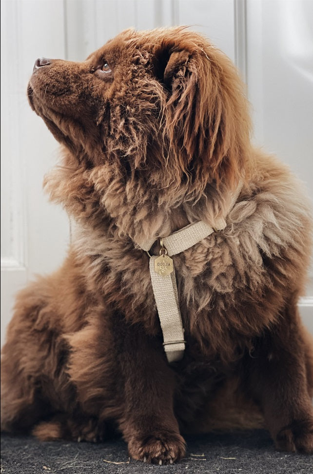 Simply Hemp Hondentuig - Cooper & Quint