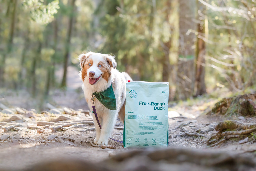 BUDDY Free-Range Duck 2 kg