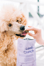 BUDDY Crunchy hondensnack Lam met veenbessen 150 gr.