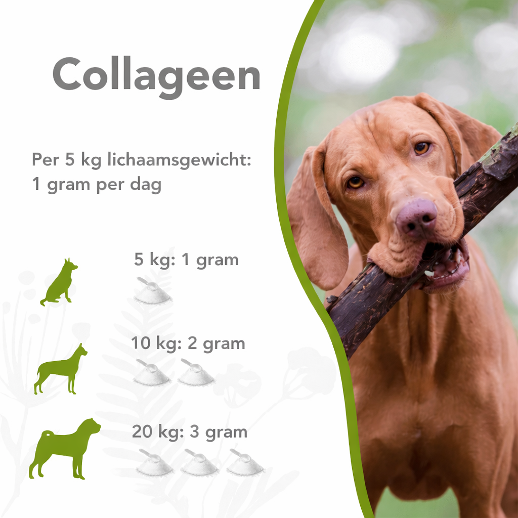 Organimal Collageen – Honden