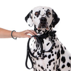 No Fuss Hondenriem Zwart - Cooper & Quint