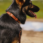 No Fuss Halsband Hond Leer Camel - Cooper & Quint