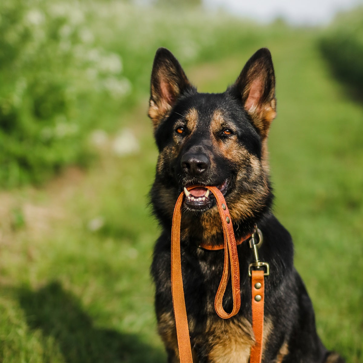 No Fuss Hondenriem Camel - Cooper & Quint