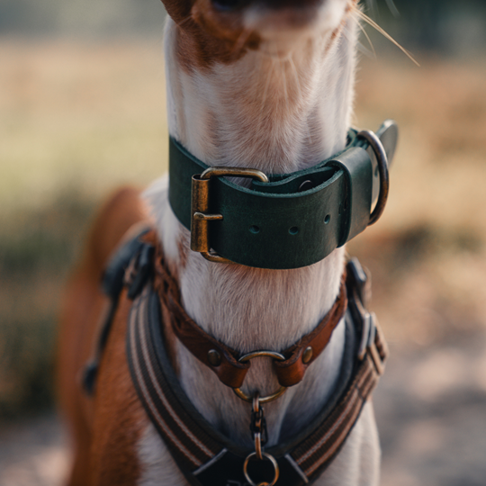 Brede Leren Halsband | Bold Groen - Cooper & Quint