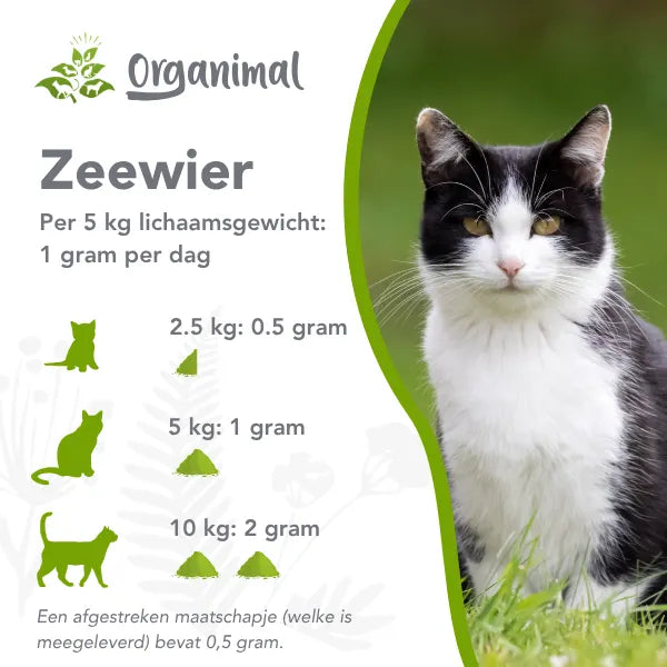 Organimal Zeewier – Katten