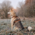 No Fuss Y-Tuig Hond Leer | Camel (cognac) - Cooper & Quint