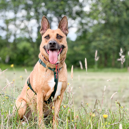 No Fuss Y-Tuig Hond Leer | Groen - Cooper & Quint