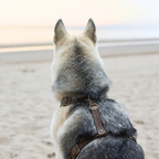 No Fuss Y-Tuig Hond Leer | Stone - Cooper & Quint