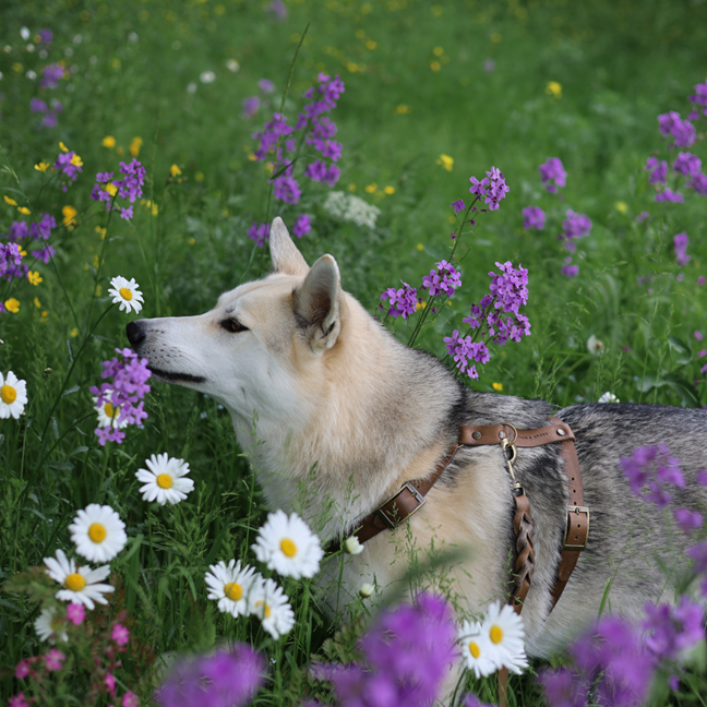 No Fuss Y-Tuig Hond Leer | Stone - Cooper & Quint