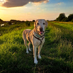 No Fuss Y-Tuig Hond Leer | Bruin - Cooper & Quint