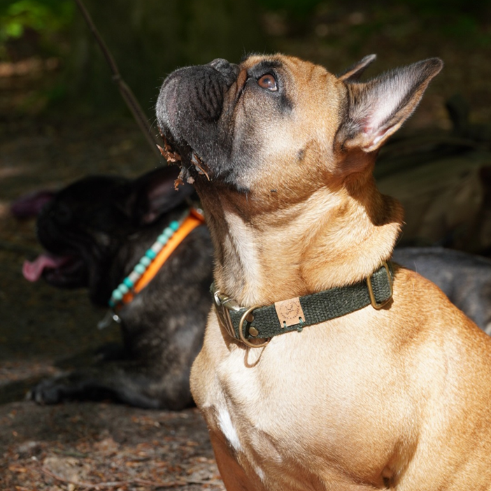 Simply Hemp Halsband Hond | Bosgroen - Cooper & Quint