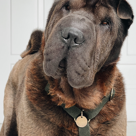 Simply Hemp Hondentuig | Bosgroen - Cooper & Quint