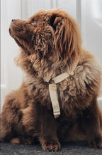 Simply Hemp Hondentuig - Cooper & Quint