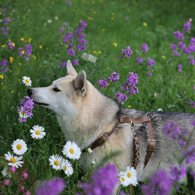 Twisted Switch Verstelbare Leren Hondenriem | Stone