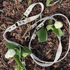 Simply Hemp Hondenriem | Schelpenwit - Cooper & Quint