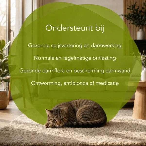 Darmen In Balans – Katten