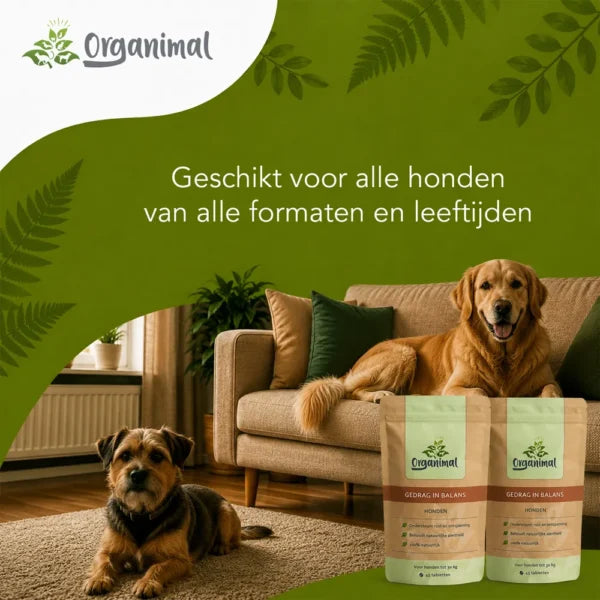 Gedrag In Balans – Honden