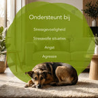 Gedrag In Balans – Honden