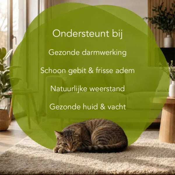 Organimal Zeewier – Katten